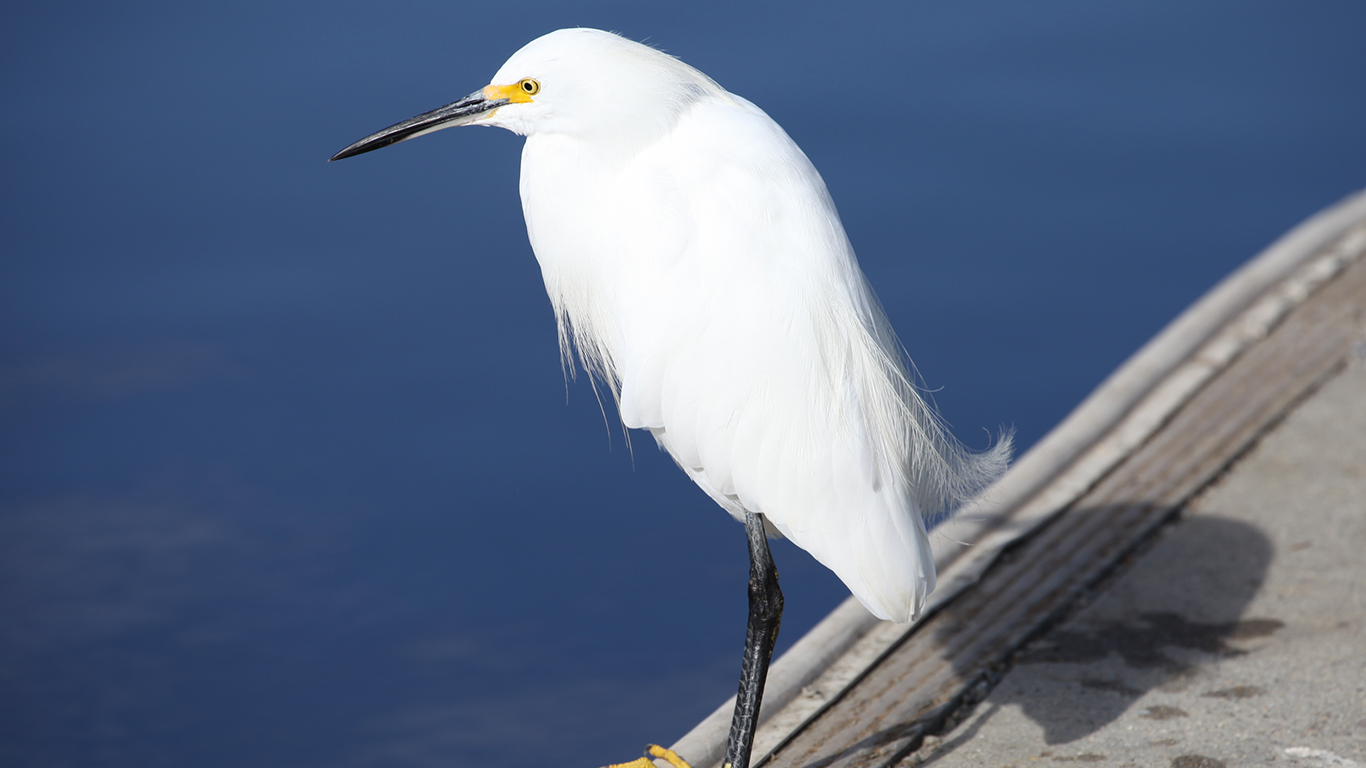 A white bird on the dock at shorelin lake